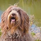 Fotoshooting mit netten Hunden