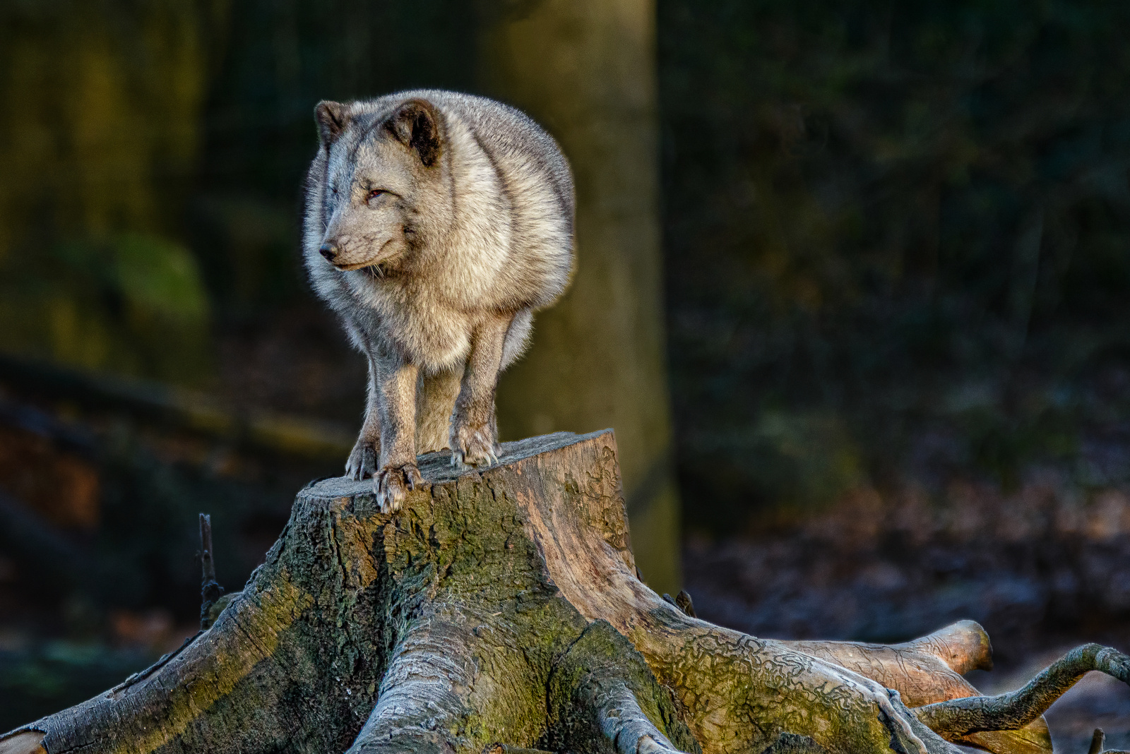 „Fotoshooting“ mit Polarfuchs. 