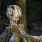 „Fotoshooting“ mit Polarfuchs. 