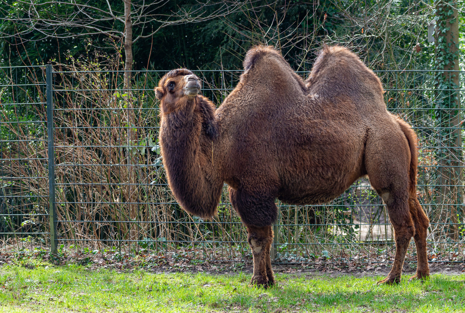 Fotoshooting mit Tramp`el-Tier. (Kamel)