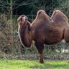 Fotoshooting mit Tramp`el-Tier. (Kamel)