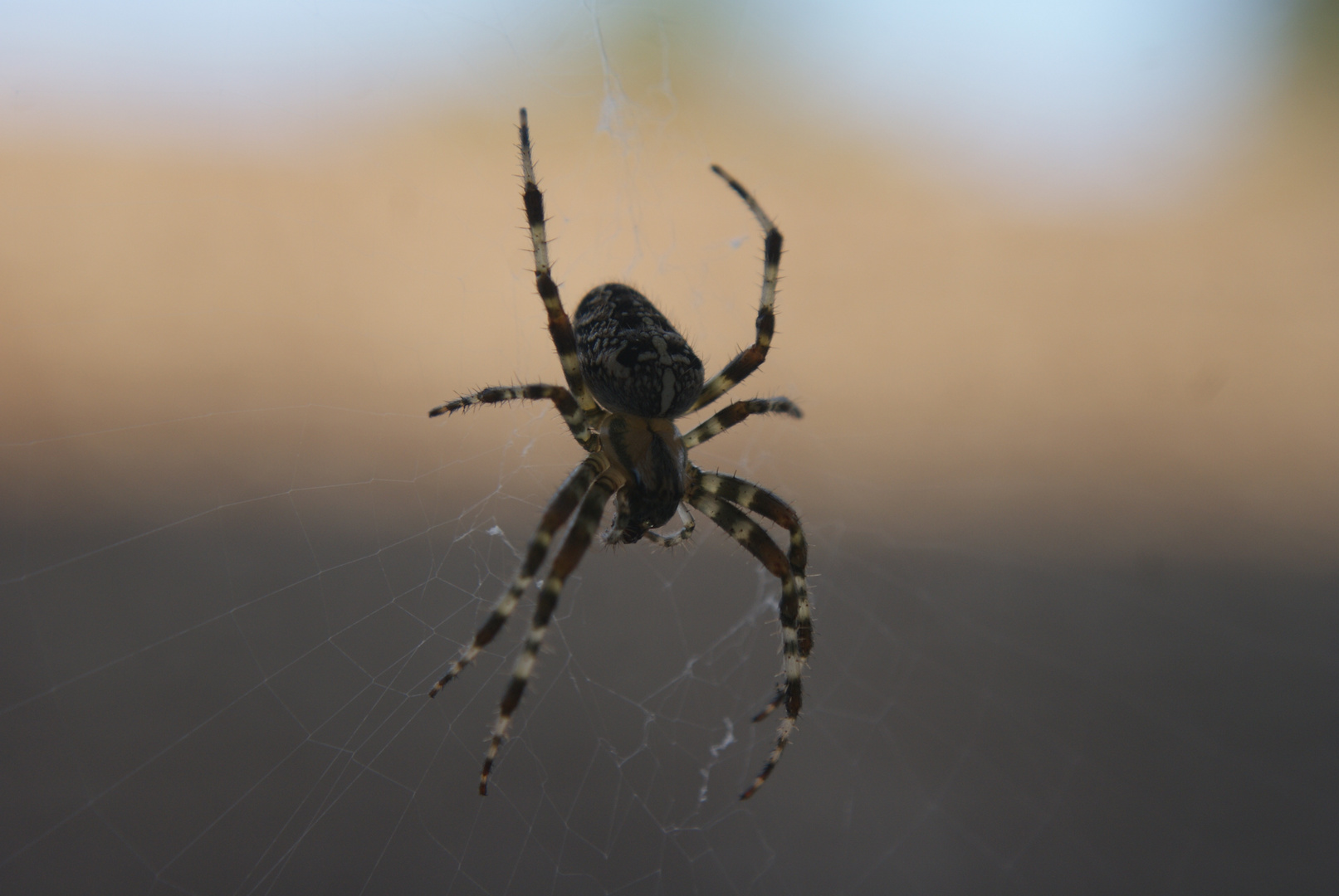 Fotoshooting Spinne