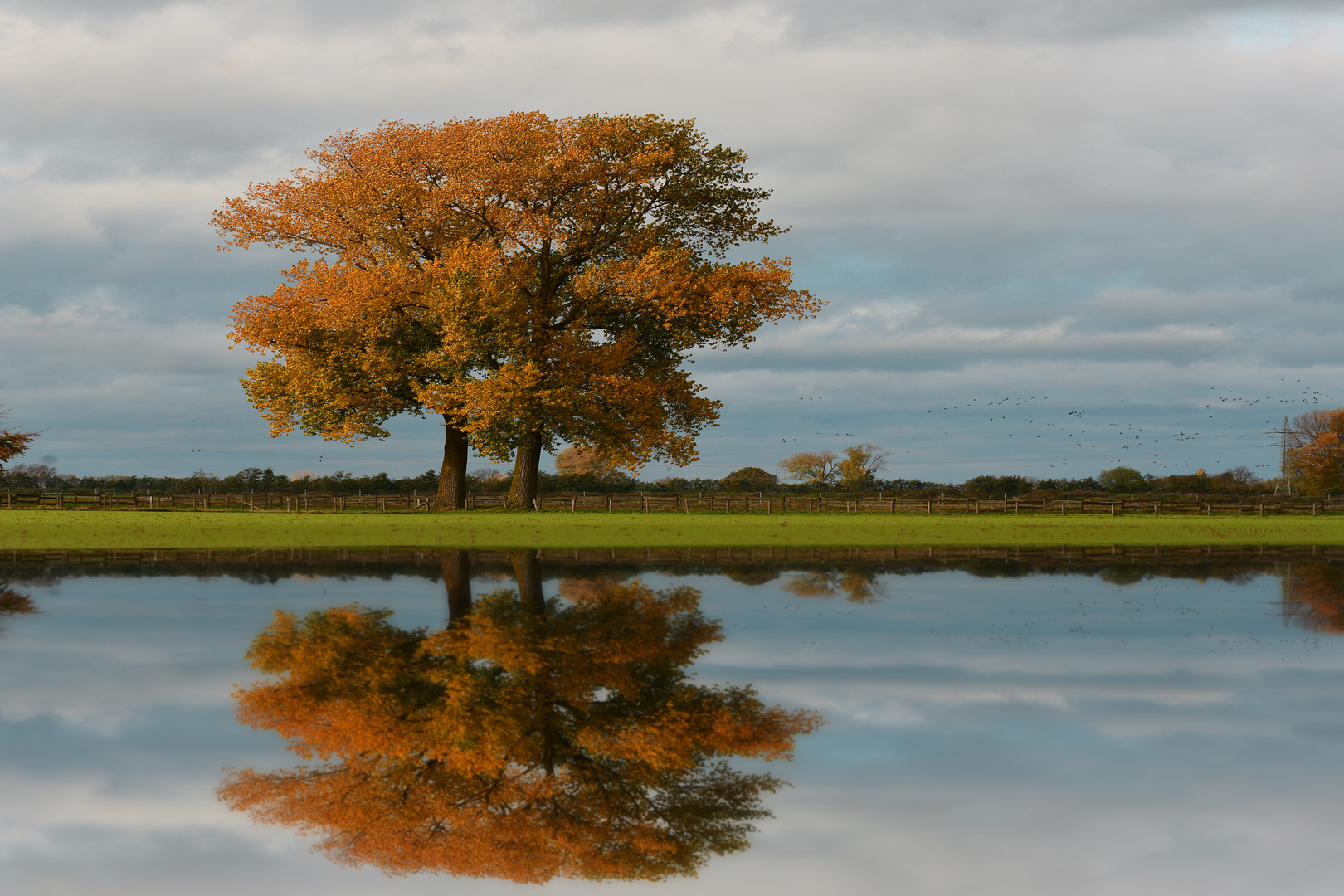 Fotoshop-Spiegelung