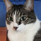 Fotoshoting mit Kater Pitschi