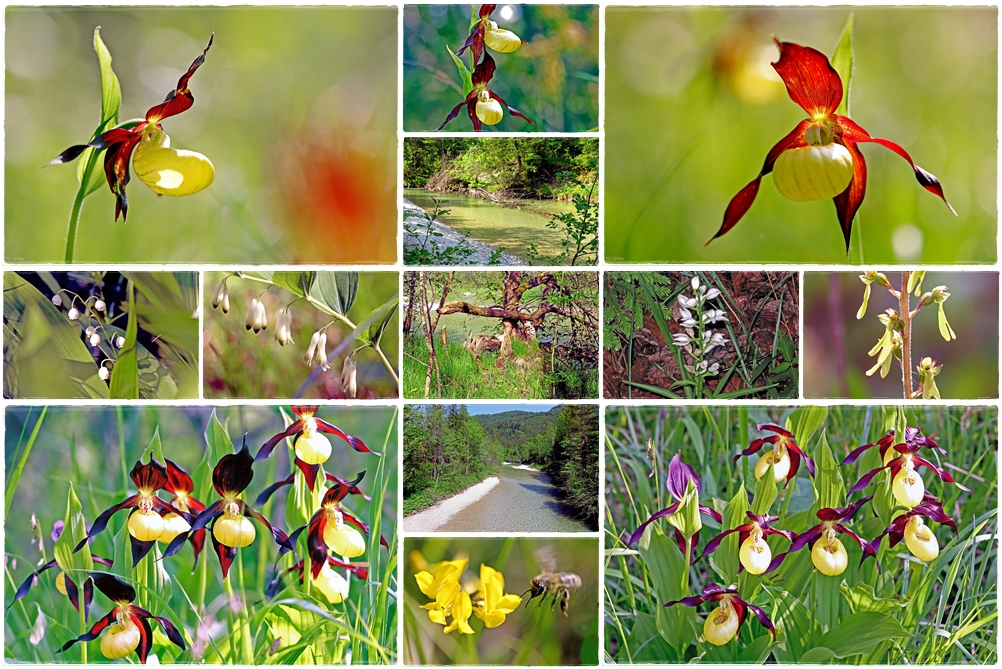 Fotospaziergang durch die Natur