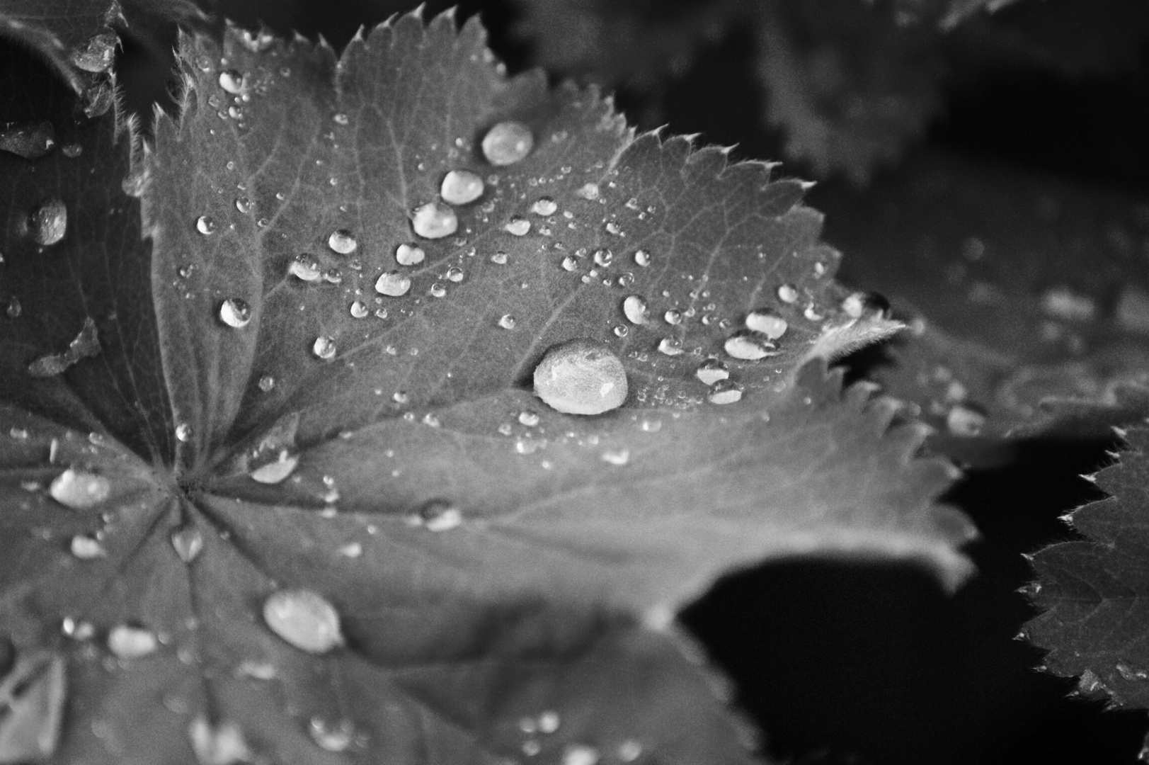 Fotospaziergang durch meinen Garten