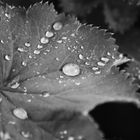 Fotospaziergang durch meinen Garten