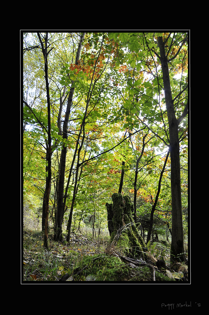 Fotospaziergang im Wald Oktober 2012