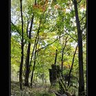 Fotospaziergang im Wald Oktober 2012