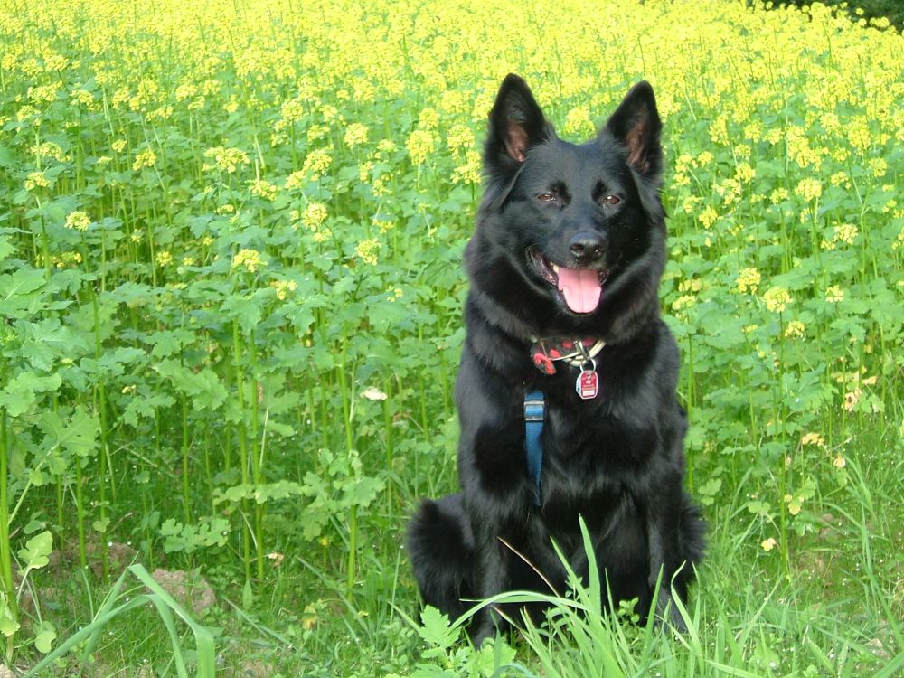 Fototermin im Rapsfeld