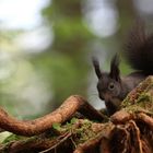 Fototermin mit dem Eichhörnchen