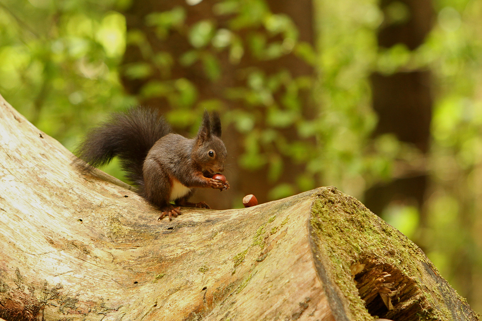 Fototermin mit den Eichörnchen 2