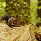 Fototermin mit den Eichörnchen 2