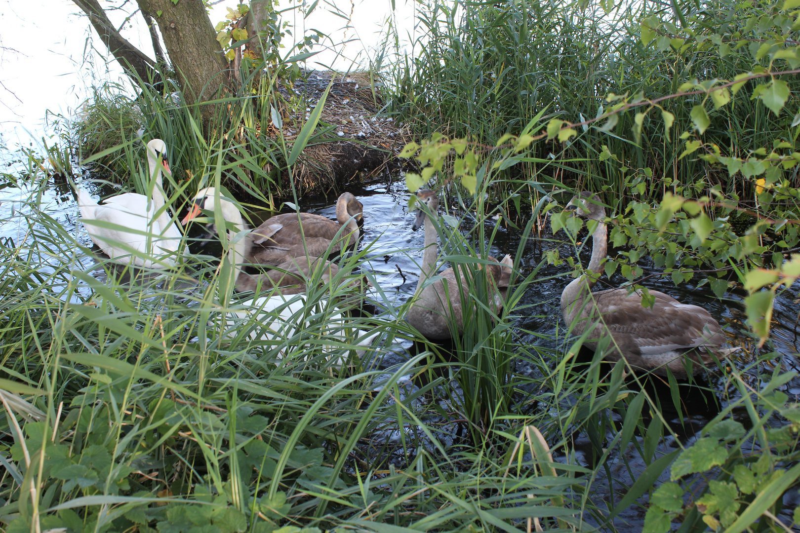 Fototermin mit Familie Schwan