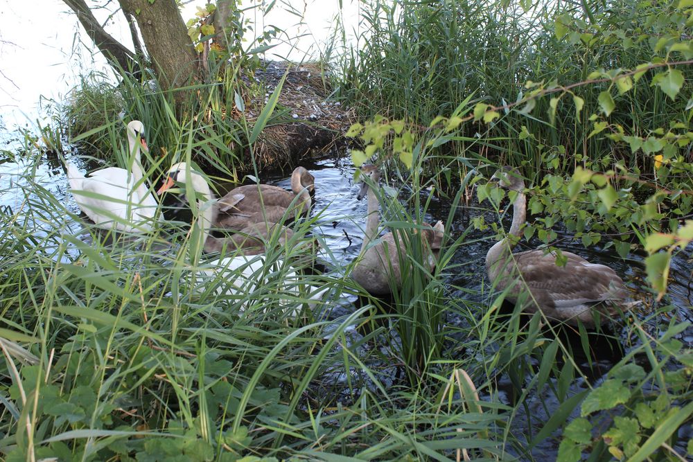 Fototermin mit Familie Schwan