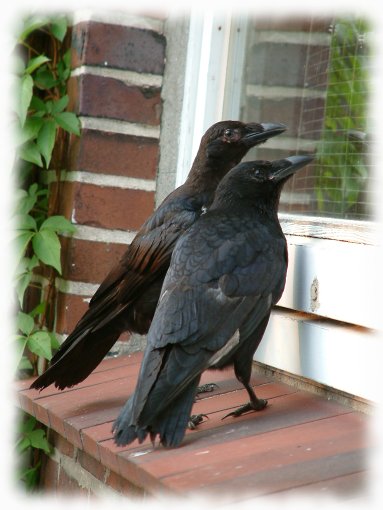 Fototermin zu Alfred Hitchcocks "Die Vögel" :-)