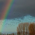 Fototour - Arktische Wildgänse am Niederrhein - Magischer Moment