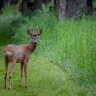 Fototour auf dem Wiener Zentralfriedhof