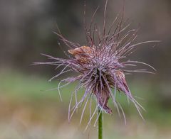 FOTOTOUR AUF DER PERCHTOLDSDORFER HEIDE