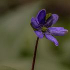 FOTOTOUR AUF DER PERCHTOLDSDORFER HEIDE