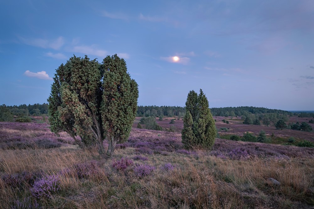 Fototour Deutschland: Wilseder Berg, Lüneburger Heide