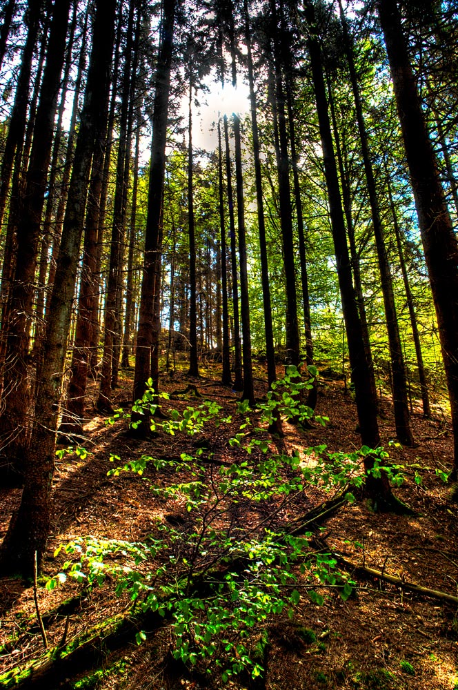 Fototour durch den Nationalpark Hocheifel (1)