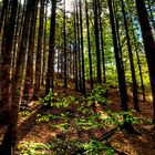 Fototour durch den Nationalpark Hocheifel (1)