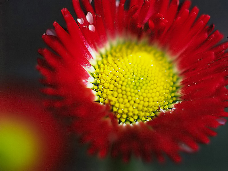 Fototour durch Mutti´s Garten ***