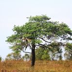 Fototour durchs Hohe Venn (4)