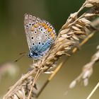 Fototour Grenzwald Kaldenkirchen