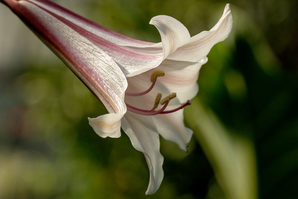 Fototour im Botanischen Garten 04