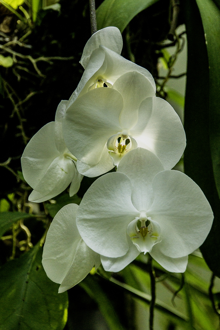 Fototour im Botanischen Garten 05