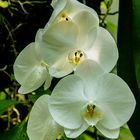 Fototour im Botanischen Garten 05