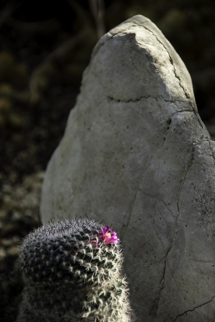 Fototour im Botanischen Garten 09