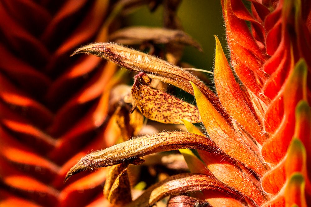 Fototour im Botanischen Garten