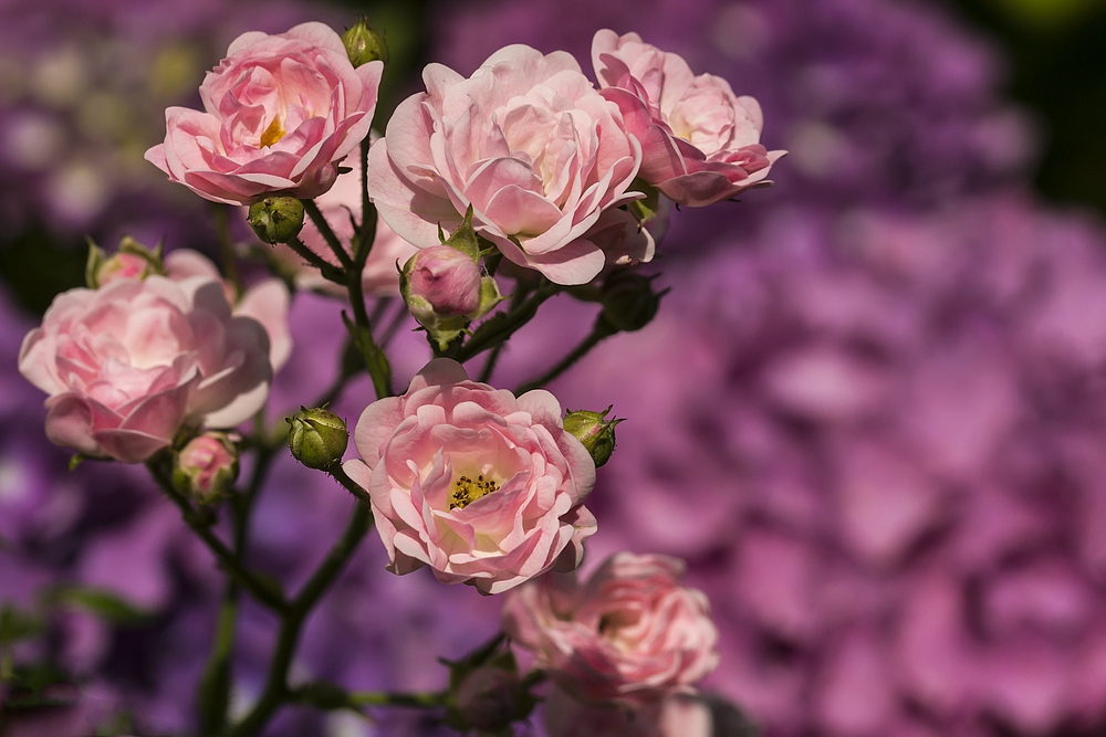 Fototour im Garten 01