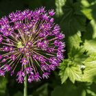 Fototour im Garten-01