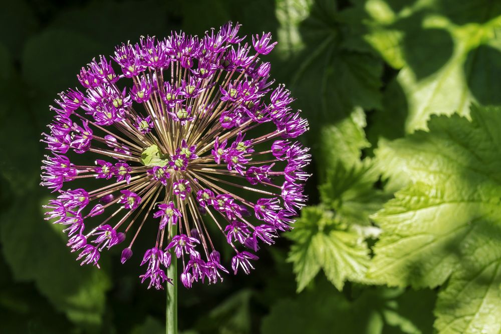 Fototour im Garten-01