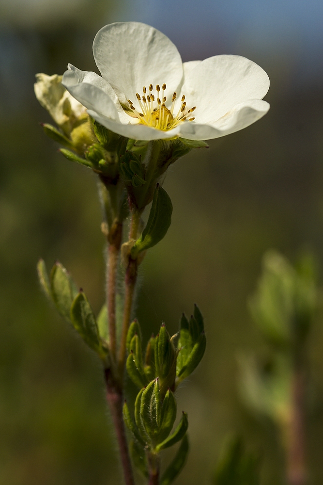 Fototour im Garten 02