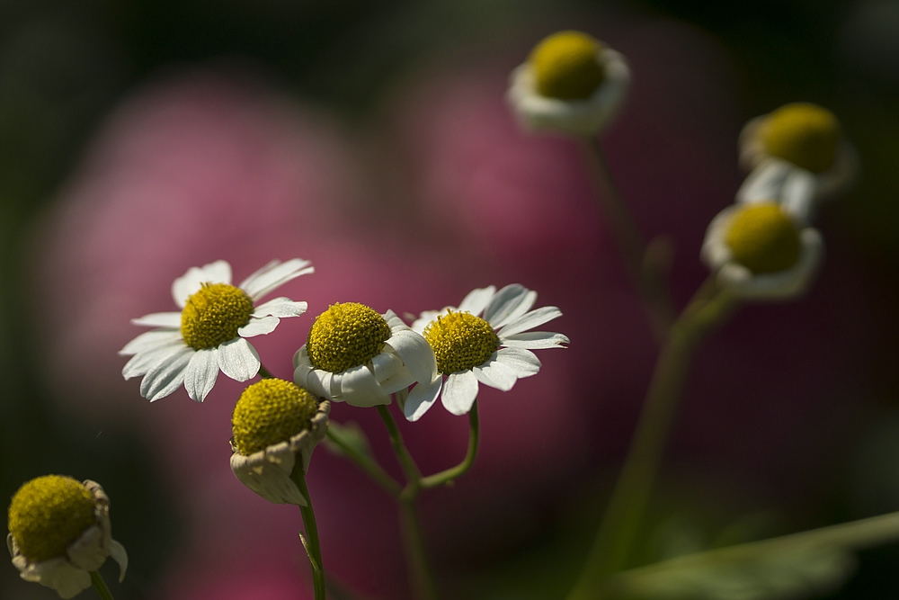 Fototour im Garten