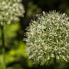 Fototour im Garten