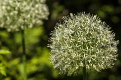 Fototour im Garten