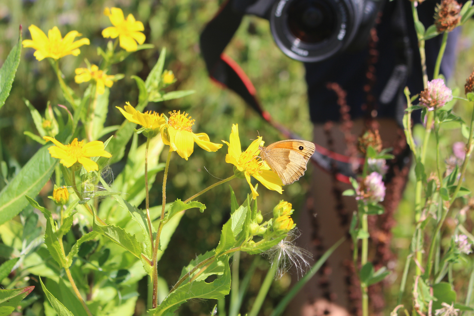 Fototour im Sommer