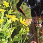 Fototour im Sommer