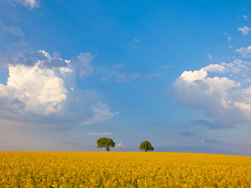 Fototour Odenwald - Rapsfeld im Frühling