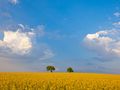 Fototour Odenwald - Rapsfeld im Frühling von Niederrhein Foto 