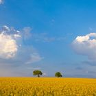 Fototour Odenwald - Rapsfeld im Frühling