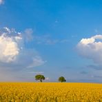 Fototour Odenwald - Rapsfeld im Frühling