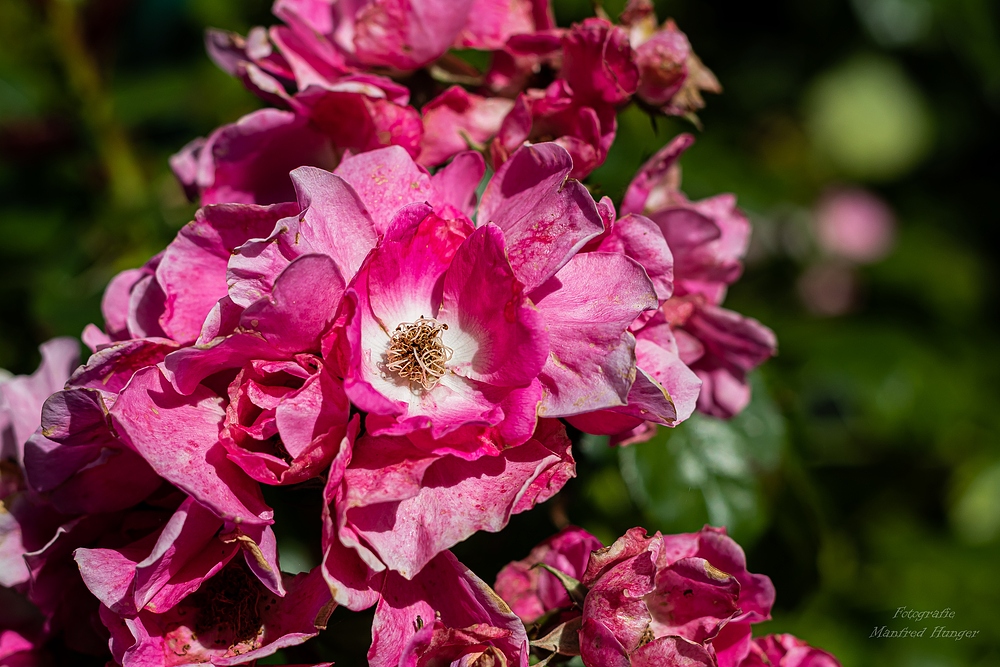 Fototour / Rosarium Uetersen / 220705 / 02