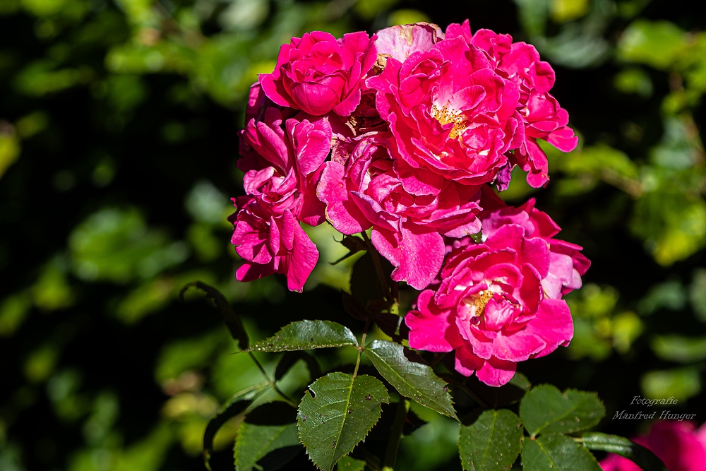 Fototour / Rosarium Uetersen / 220705 / 03